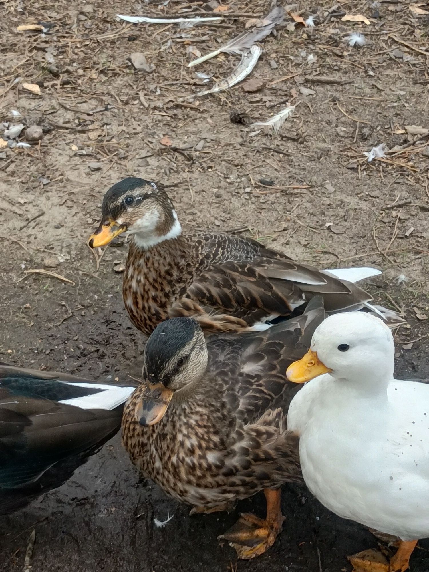 Kaczki call duck