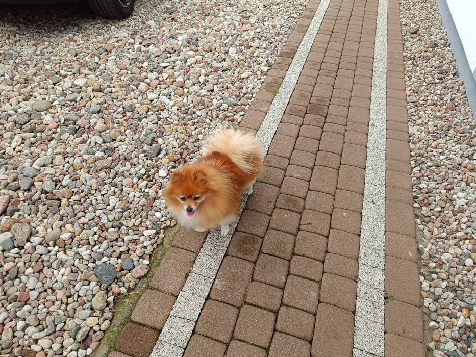 Szpic miniaturowy pomeranian