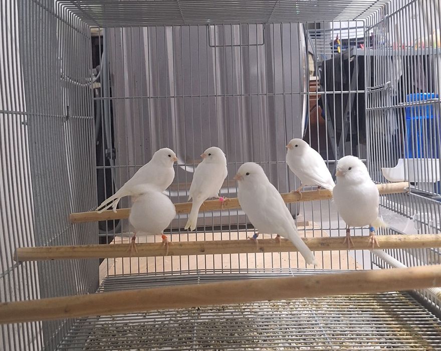 Canários lipocromo amarelo e branco recessivo- linhagem exposição