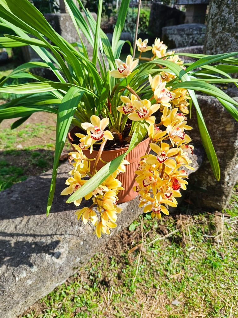 Orquídea em vazo com flor