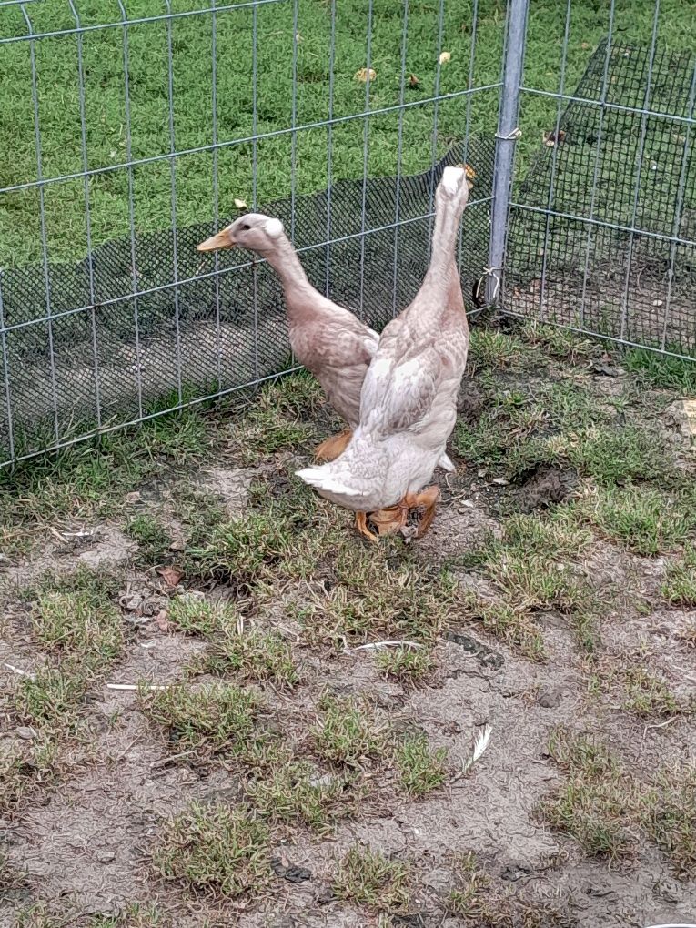 Biegusy indyjskie kaczorki