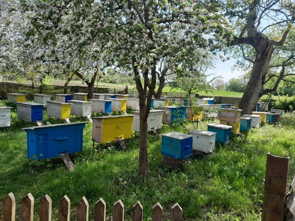 Продам пасіку та обладання