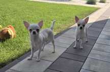 Chihuahua *Mini* piesek