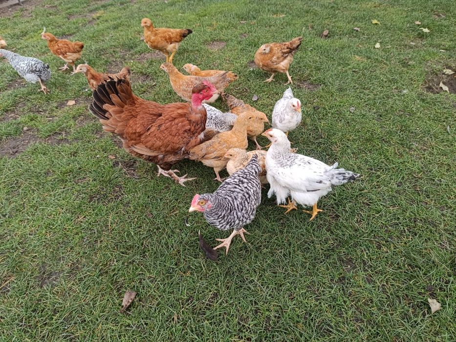 Młode koguty z 2025