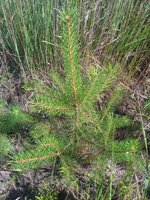 Продам сосну в комі