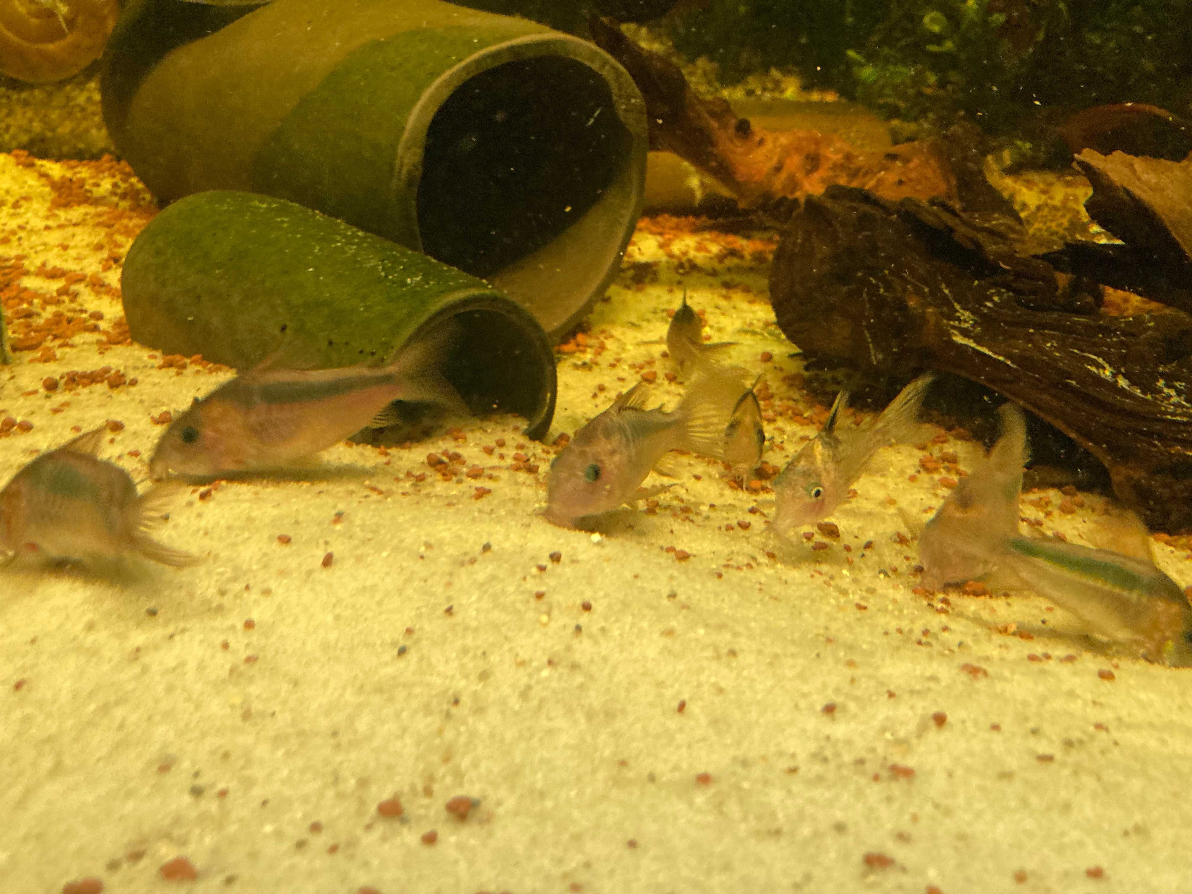 Corydoras Rabauti / Kirysek rdzawy stado 6 szt.