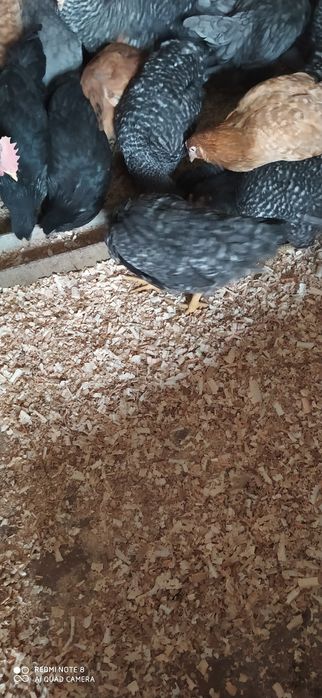 Курка породи чеський домінант