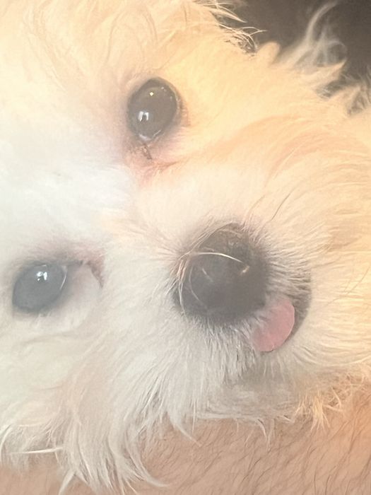 Maltańczyk - 3 miesięczny czeka na Nowych Rodziców