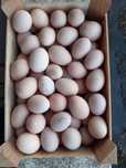 Ovos de coquicha para criação