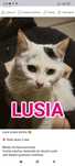 Lusia do adopcji cudna koteczka