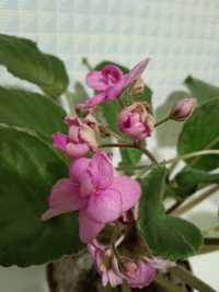 Сенполія (фіалка) рожева