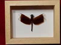Ważka w ramce , gablotce 10 x 8 cm . Neurpthemis fluctuans , 55 mm .