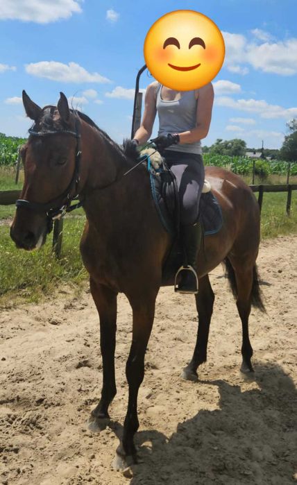 Polski Koń Szlachetny Półkrwi