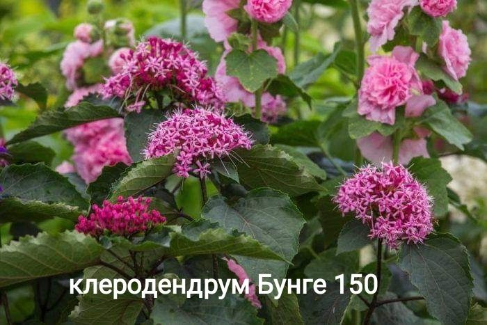 Клеродендрум Бунге, камнеломка, морозник.