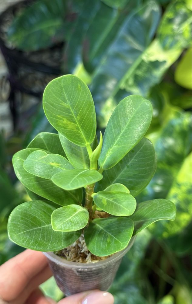 Фикус cv. Green Islang variegated