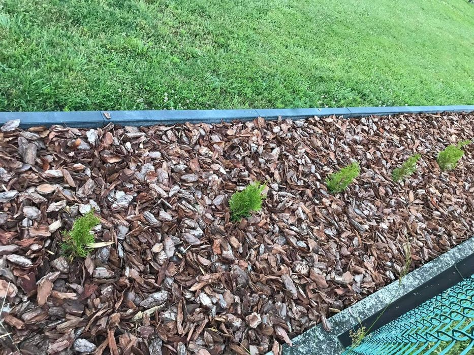 Kora sosnowa sortowana  luzem dostawą 10-15m3