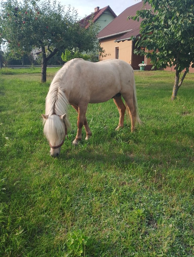 Sprzedam kuca ogiera