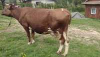 Młoda krowa mleczna,czerwono biała,cielna 6 miesięcy