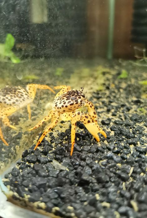 Krab Panthera - Sklep Piotrków Kujawski WYSYŁAMY