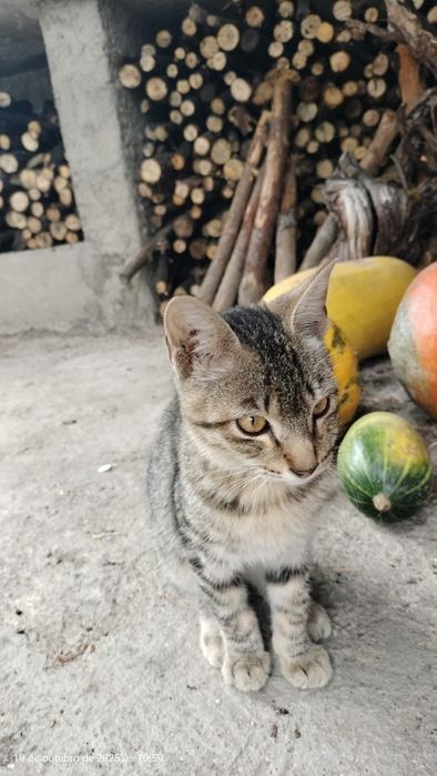 Gatinho para adoção