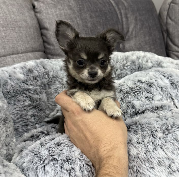 Chihuahua mini piesek błękitny długowłosy Kevin