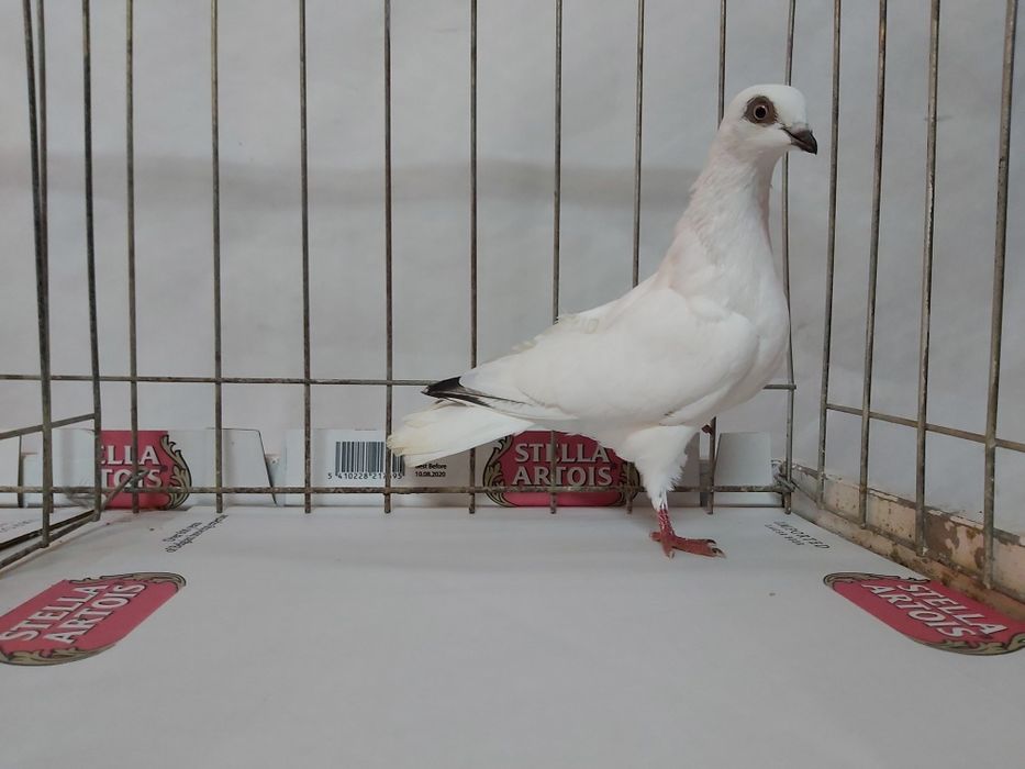 Gołębie Bociany Budapesztańskie