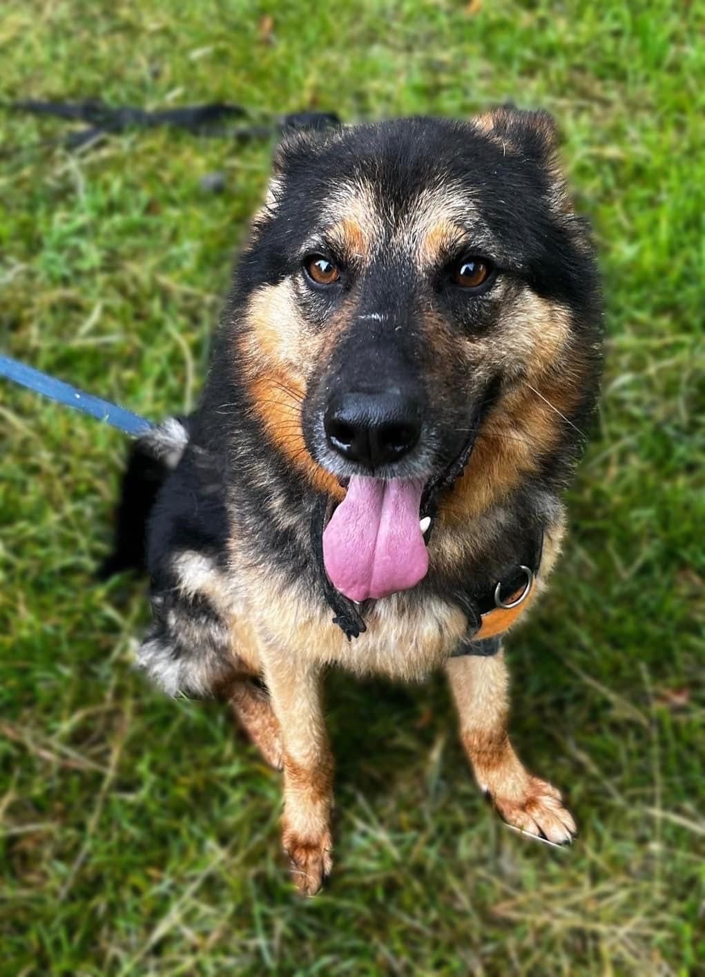 Owczarek niemiecki do adopcji!