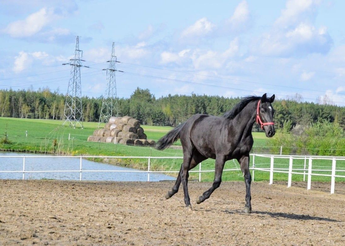 Sprzedam Klacz polski koń sportowy