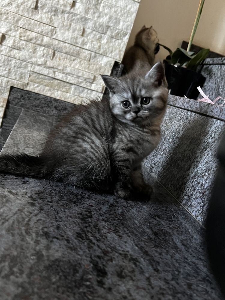 Kotka dymna whiskas brytyjska