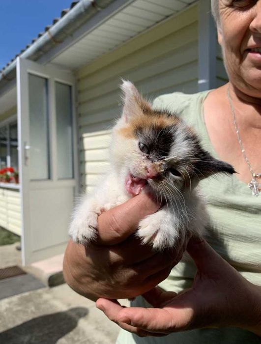 Віддам у добрі руки руденьких кошенят! (м. Косів)