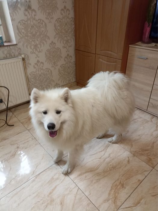 Szczenię Samoyed