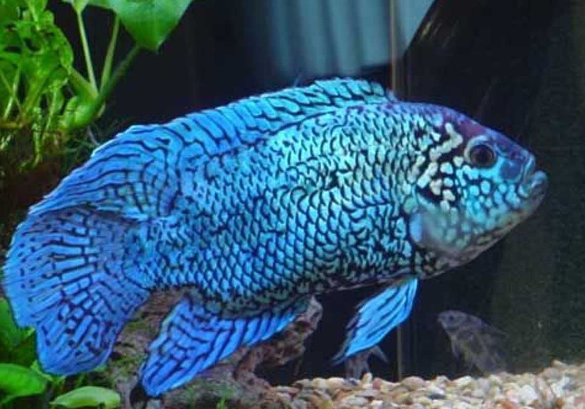 Pielęgnica niebieskołuska odmiana ELECTRIC BLUE JACK DEMPSEY - Rocio