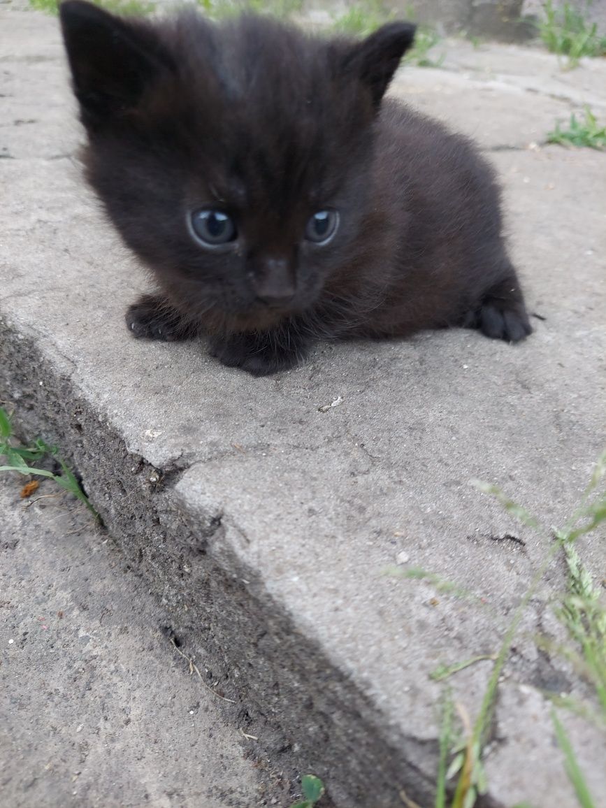 Милі котики, трішки пухнасті)