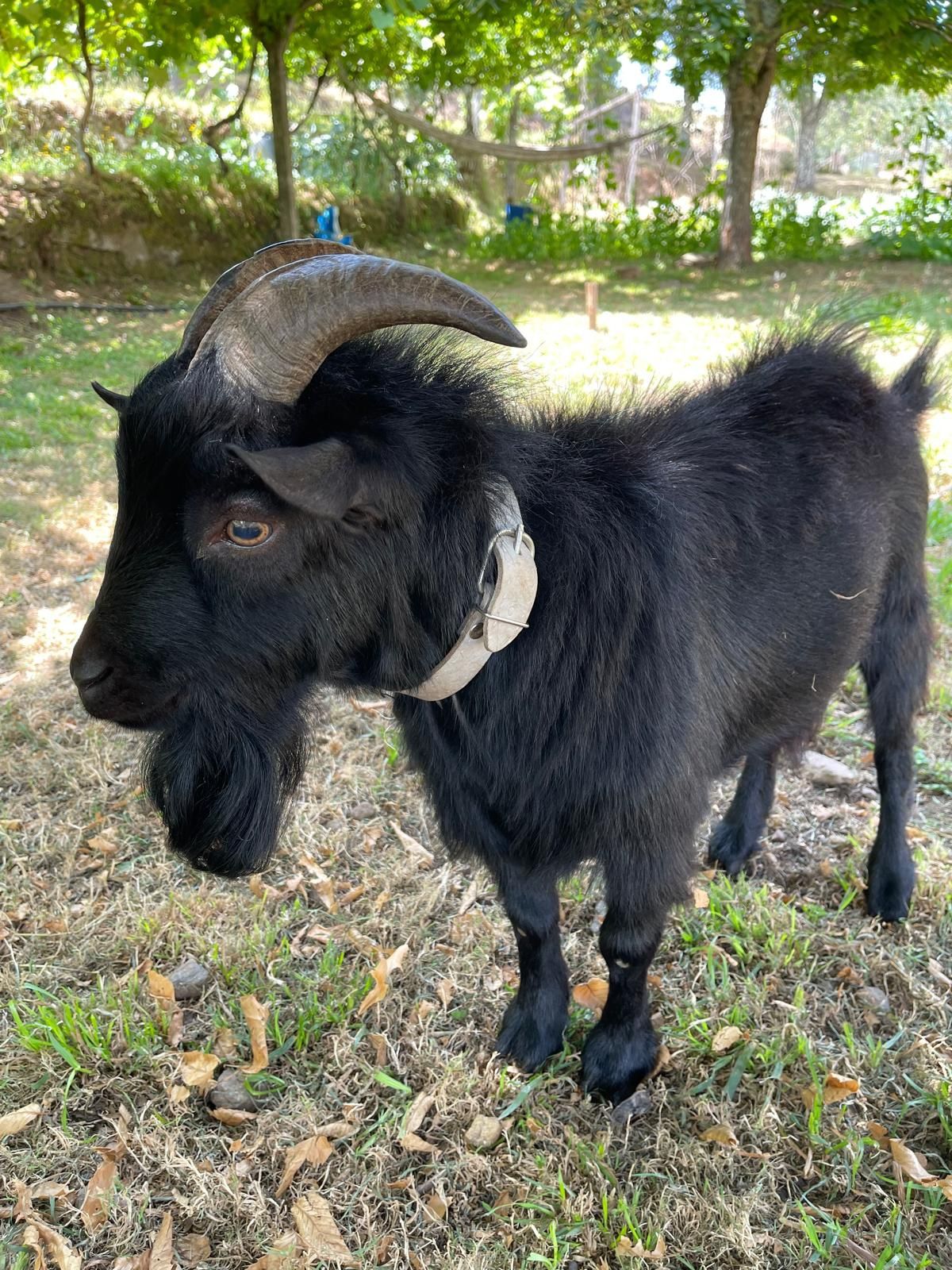 Chibo Anão com 2 anos