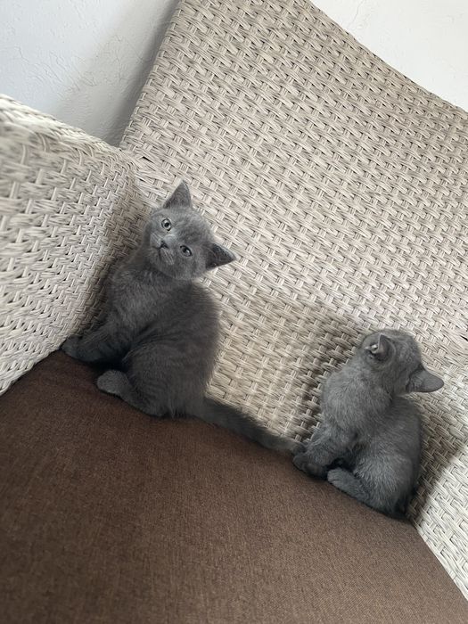 Британские котята