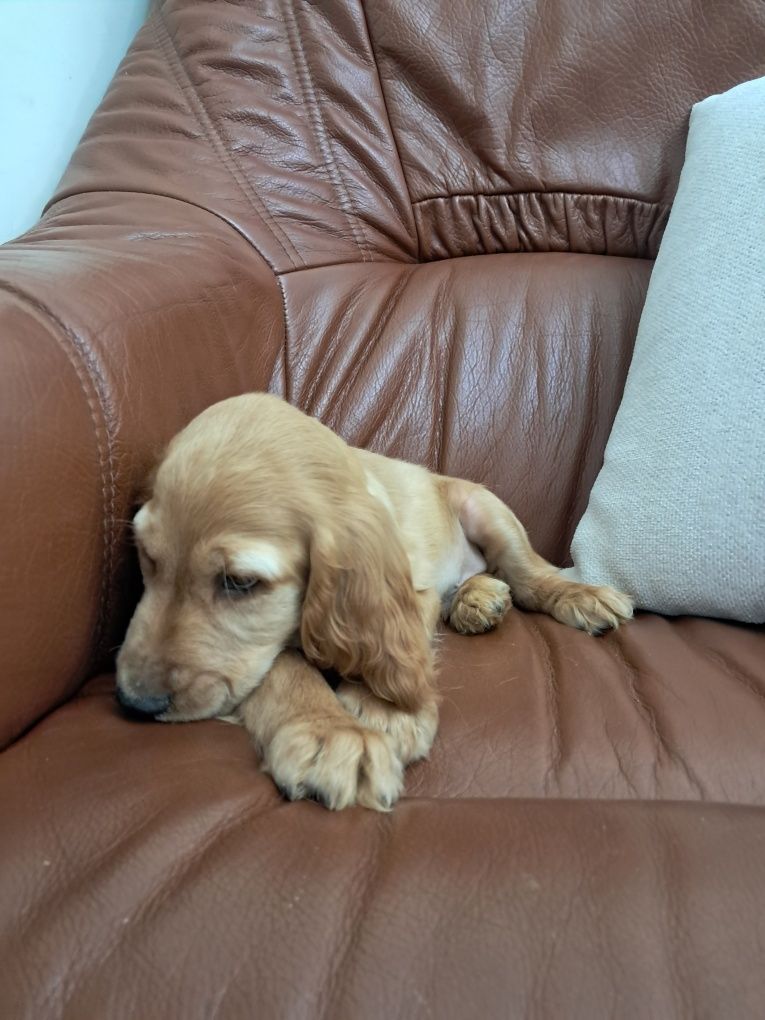 Cocker spaniel  maravilhoso
