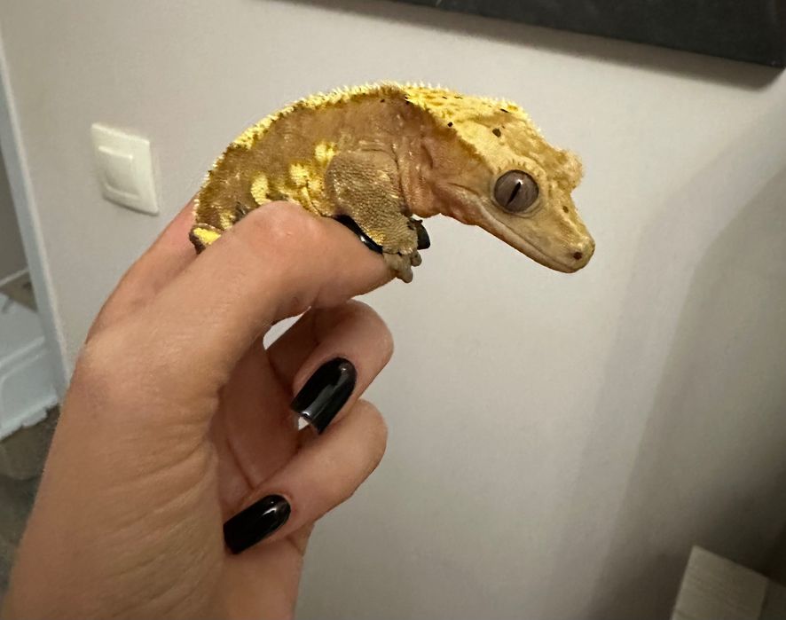 Dwa samce gekona orzęsionego