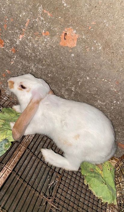 Bélier Francês com 5 meses de idade