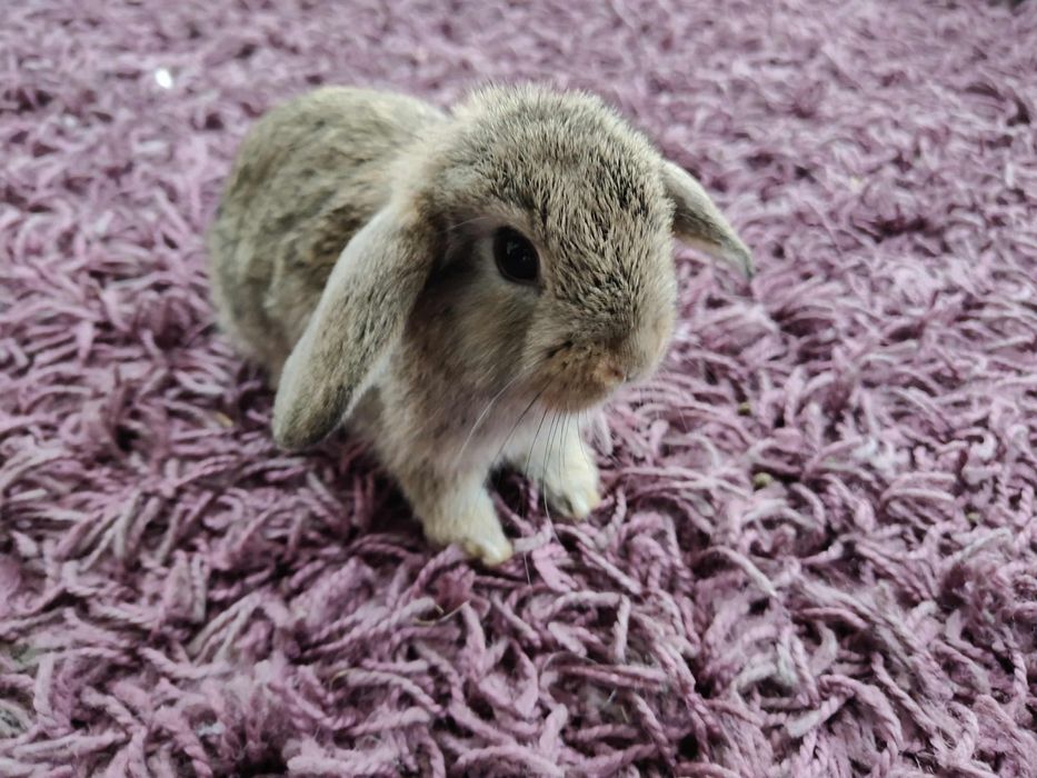 Królik karzełki mini lop