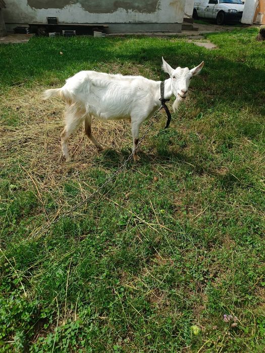 Коза   первістка