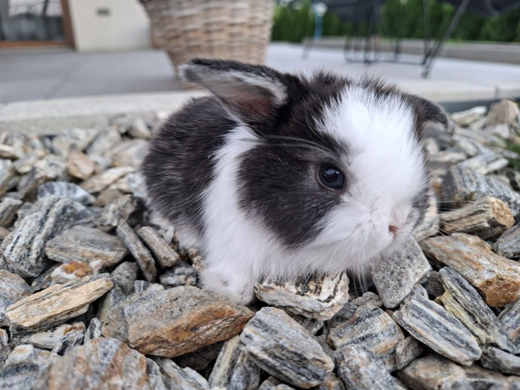Króliczek miniaturka mini lop