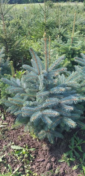 Новорічні ялинкі