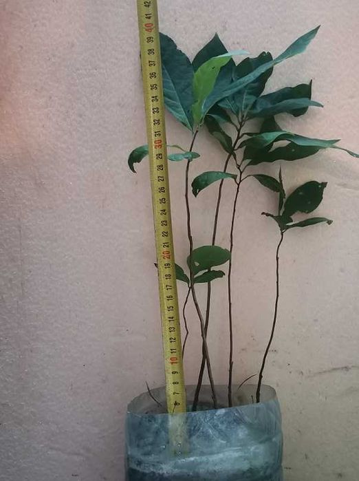 Азиміна Насіння Сіянці обмін