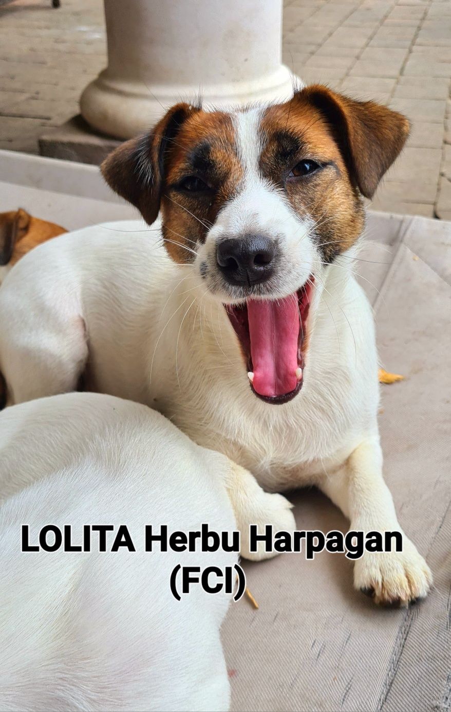 Jack Russell Terier piękna suczka gładkowłosa.