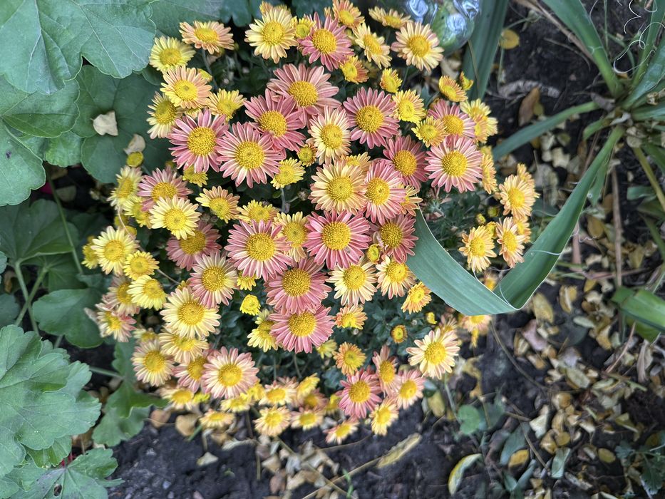 Хризантема  мультифлора