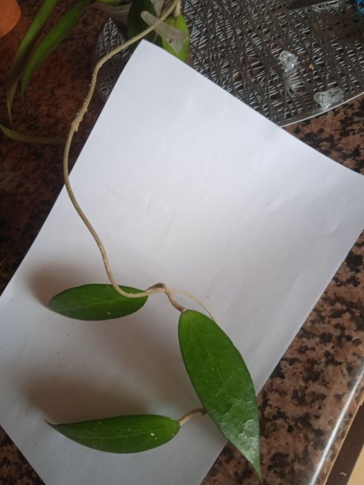 Hoya hoje Amoena cięta