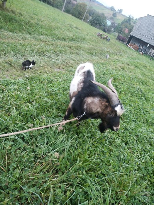 Пропоную злучкуз цапом нубо -ламача