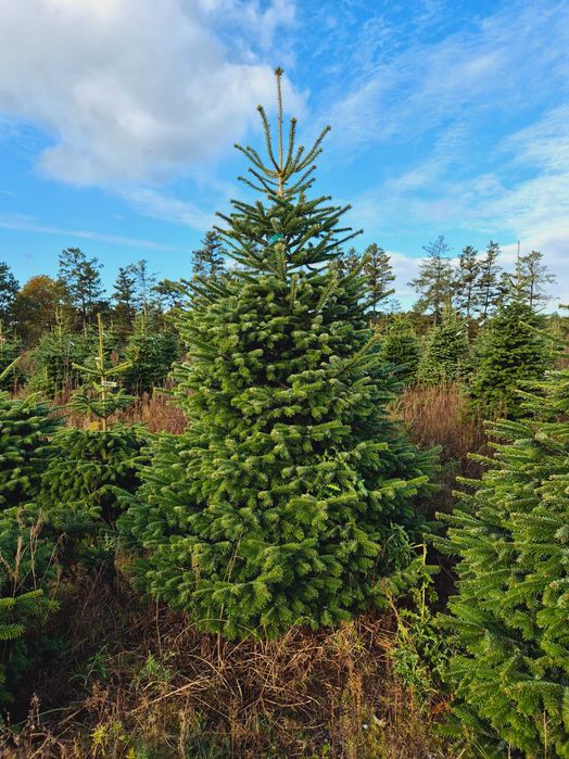 Jodła Kaukaska Cięta 175-250 cm/ 200-300cm/ w donicy - TuChoinki.pl