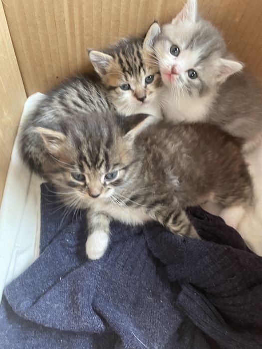 Котики від весловухоі кішки