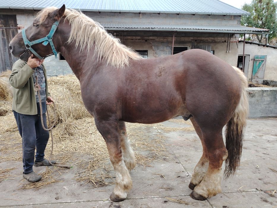 Sprzedam ogiera Eltan